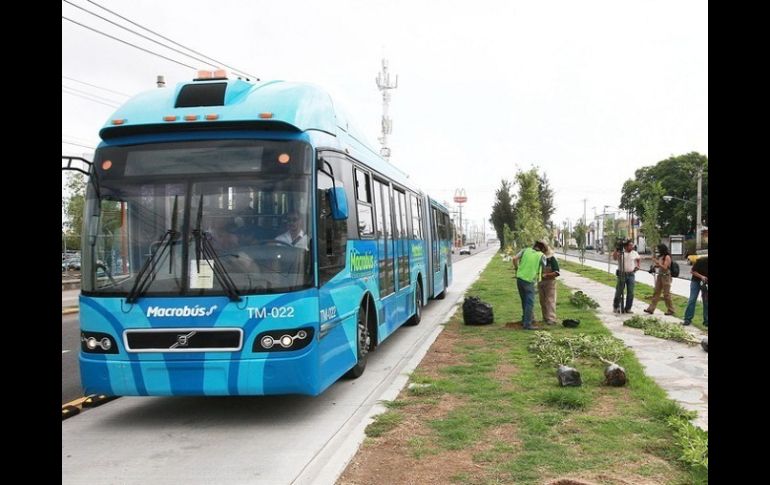 El municipio tendrá que cubrir el costo de diez mil 500 árboles que se plantaron en el corredor de la Línea 1 del Macrobús.  /