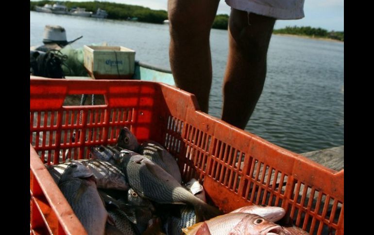 Los pescadores ribereños al narrar su odisea dijeron que habían capturado más de 300 kilos de pescado. ARCHIVO  /