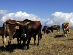 Dublín se vio obligado a hacerse cargo de riesgosos préstamos bancarios para proyectos de agricultura y ganadería. ARCHIVO  /