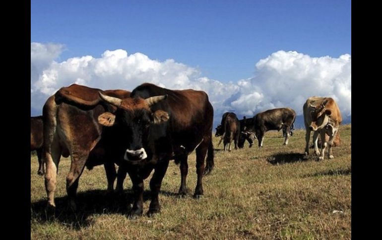 Dublín se vio obligado a hacerse cargo de riesgosos préstamos bancarios para proyectos de agricultura y ganadería. ARCHIVO  /