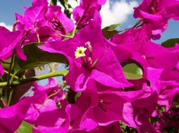 Los pétalos de sus flores se han visto en tonalidades de violeta, amarillo o blanco. ESPECIAL  /