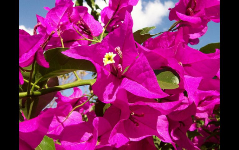 Los pétalos de sus flores se han visto en tonalidades de violeta, amarillo o blanco. ESPECIAL  /