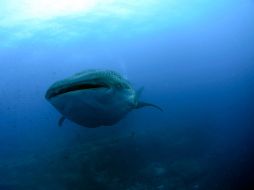 Hallazgo abre posibilidad de detectar comportamientos entre 400 especies de tiburones que habitan el planeta. AP  /