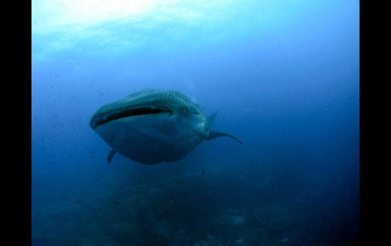 Hallazgo abre posibilidad de detectar comportamientos entre 400 especies de tiburones que habitan el planeta. AP  /