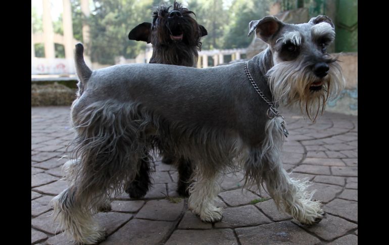 Las mascotas ahora son bautizadas con los nombres de los personajes populares de las películas. NTX  /