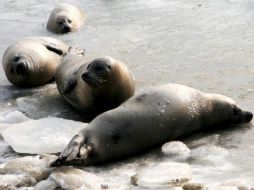 Las focas arpa utilizan las placas de hielo que se crean en la costa este de Canadá para parir sus crías en febrero y marzo. EFE  /