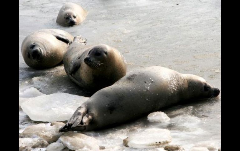 Las focas arpa utilizan las placas de hielo que se crean en la costa este de Canadá para parir sus crías en febrero y marzo. EFE  /