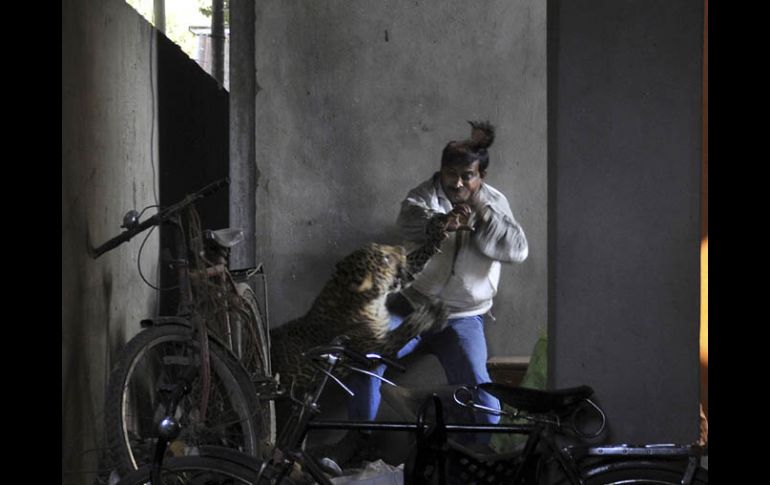 Momento en el que el félido ataca a un hombre en Gauhati, India. AP  /