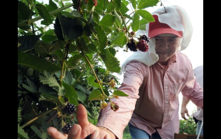 Entre más producción doméstica se tenga el país tendrá un mejor amortiguador para minimizar el alza en el costo de los precios.  /