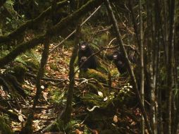 Aunque la especie es nueva para la ciencia, para los cazadores es muy fácil encontrarla, pues estornuda cuando llueve. EFE  /