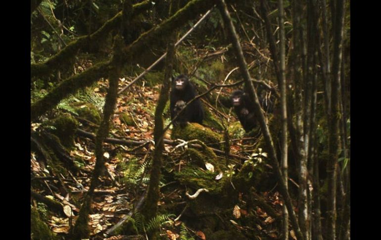 Aunque la especie es nueva para la ciencia, para los cazadores es muy fácil encontrarla, pues estornuda cuando llueve. EFE  /