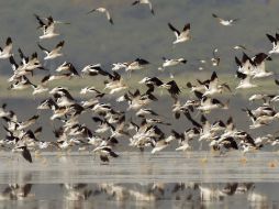 La 'deuda climática' y el estrés térmico hacen que pájaros y mariposas sean más vulnerables a sus amenazas. ARCHIVO  /