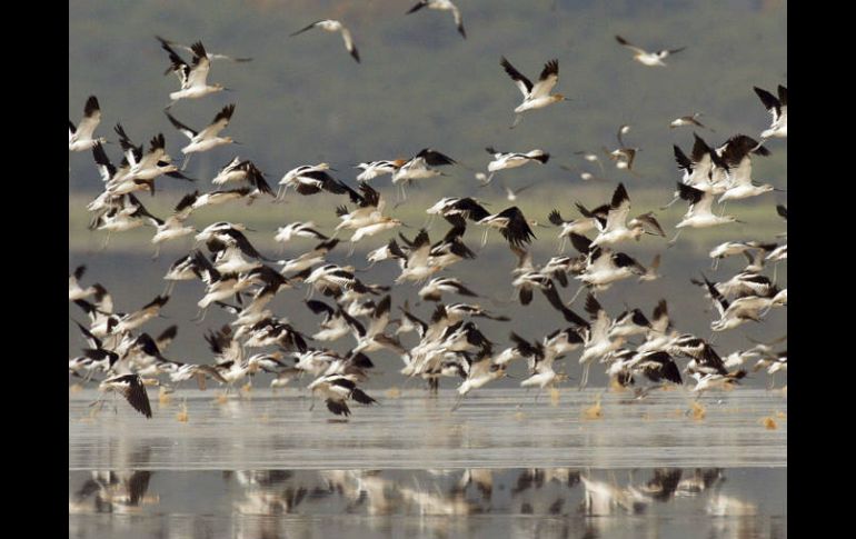 La 'deuda climática' y el estrés térmico hacen que pájaros y mariposas sean más vulnerables a sus amenazas. ARCHIVO  /