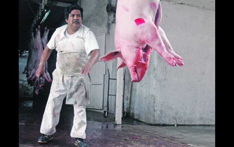 Jalisco ocupa el primer lugar en la producción de carne de cerdo a nivel nacional, posición que había perdido ante Sonora.  /