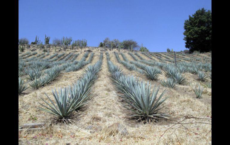 Equivaldría a establecer la palabra ‘uva’ como marca para bebidas que cuenten con denominación de origen.  /