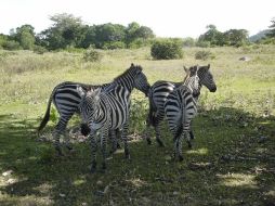 Unas pocas cebras luchan por sobrevivir en un entorno que es extraño a su naturaleza, en Filipinas. EFE  /