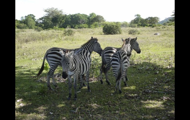 Unas pocas cebras luchan por sobrevivir en un entorno que es extraño a su naturaleza, en Filipinas. EFE  /