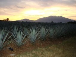 La Secretaría de Economía insistirá en la regulación de los licores que lleven al agave como insumo. ARCHIVO  /