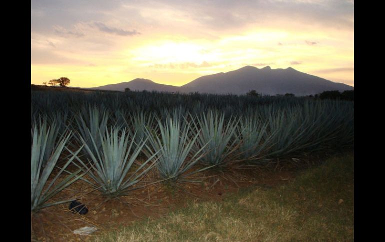 La Secretaría de Economía insistirá en la regulación de los licores que lleven al agave como insumo. ARCHIVO  /