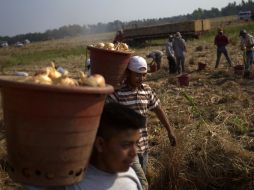 Una foto del 10 de mayo de 2011, muestra a trabajadores que recogen cebolla en una granja de cebolla Vidalia en Lyons, Georgia. AP  /