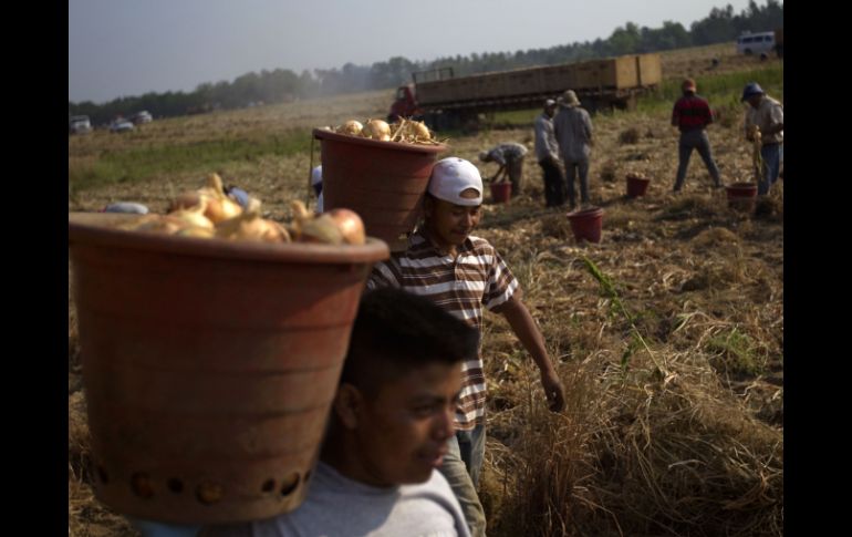 Una foto del 10 de mayo de 2011, muestra a trabajadores que recogen cebolla en una granja de cebolla Vidalia en Lyons, Georgia. AP  /