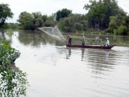 EU detuvo las importaciones de atún mexicano debido a quejas de que las técnicas de pesca usadas.  /