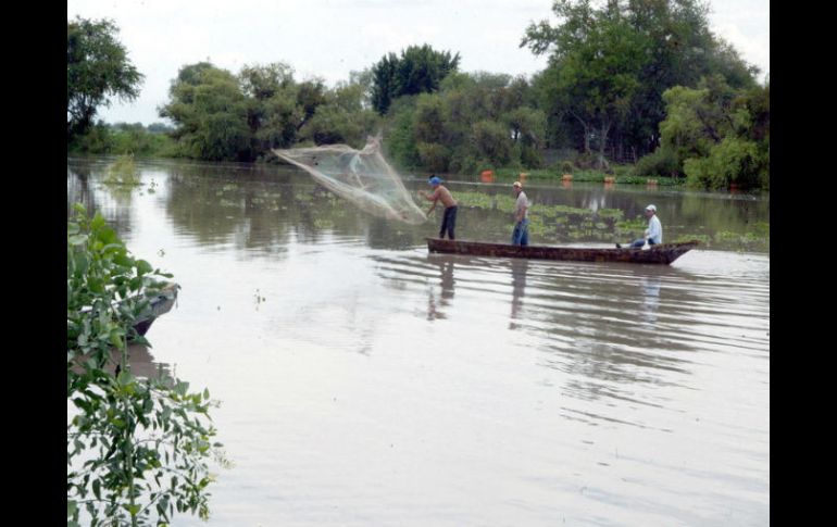 EU detuvo las importaciones de atún mexicano debido a quejas de que las técnicas de pesca usadas.  /