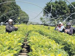 La empresa de Rodolfo Villaseñor se encarga de la reforestación y la producción de plantas en viveros.  /