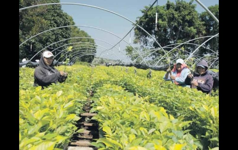 La empresa de Rodolfo Villaseñor se encarga de la reforestación y la producción de plantas en viveros.  /