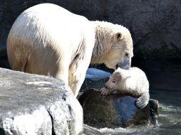 El deshielo podría llevar a la extinción del oso polar. ARCHIVO  /