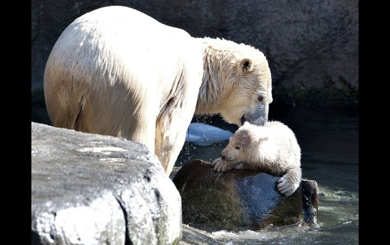 El deshielo podría llevar a la extinción del oso polar. ARCHIVO  /