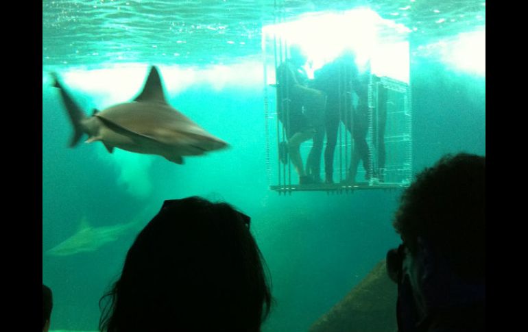 El Acuario Guadalajara te invita a adentrarte en las profundidades para conocer los animales que ahí habitan.  /