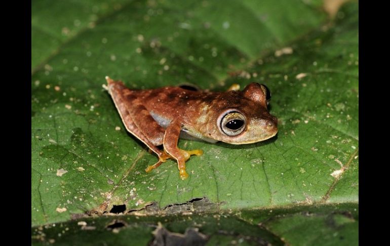 La ''rana cowboy'' es una de las 46 especies descubiertas por esta misión científica. AFP  /