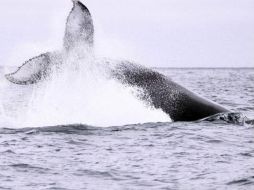 Las aguas de Nueva Zelanda forman parte de la ruta que hacen las ballenas que se dirigen o proceden de la Antártida. EFE  /