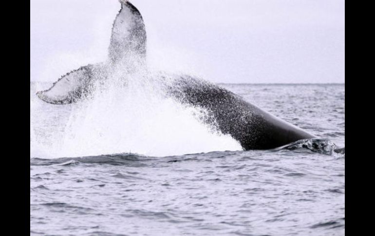 Las aguas de Nueva Zelanda forman parte de la ruta que hacen las ballenas que se dirigen o proceden de la Antártida. EFE  /