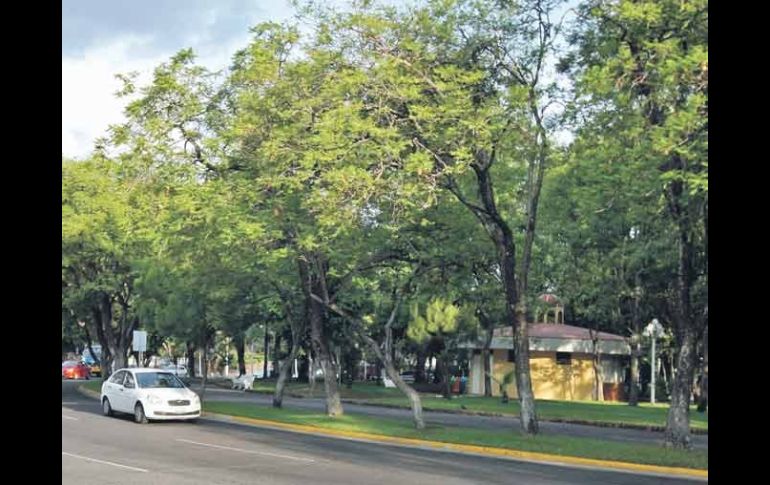 De los 600 mil árboles en el Municipio de Guadalajara, 20% se encuentra en la peor etapa de infestación.  /