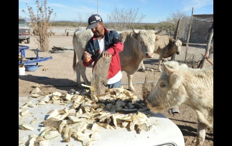 El Gobierno federal destina 34 mil millones de pesos del programa integral de Atención a la Sequía 2012. EFE  /