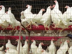 Los huevos de las gallinas en jaulas tan reducidas son ilegales: CE. ARCHIVO  /