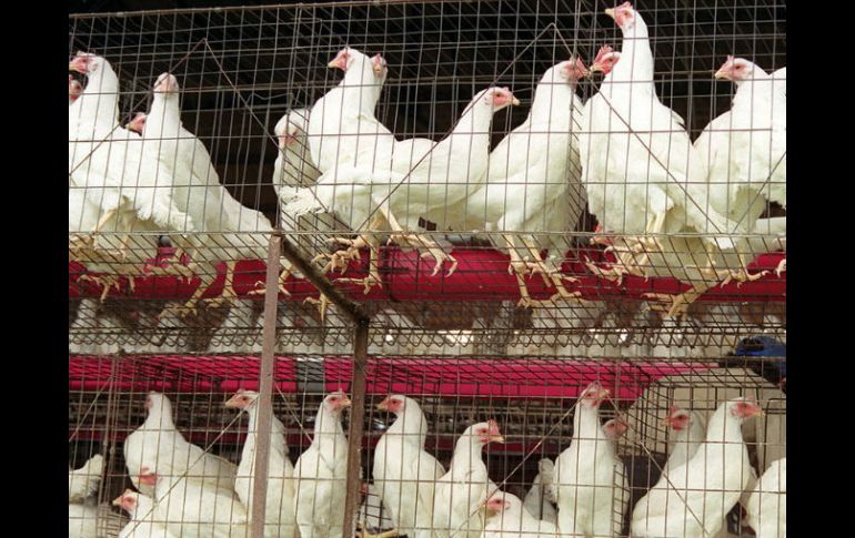 Los huevos de las gallinas en jaulas tan reducidas son ilegales: CE. ARCHIVO  /