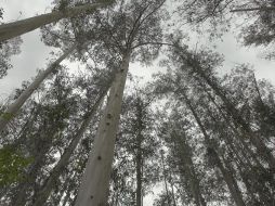 El resultado es armonioso y transporta a un paseo virtual por un bosque. ESPECIAL  /