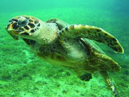 El ojo es el órgano receptor-primario de la información en estos animales marinos. AGENCIA ID  /