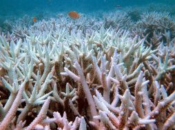 Los corales son una especie única en el mundo, diferente de  todo otro organismo. AP  /