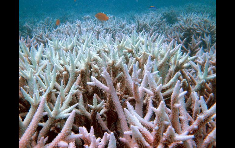 Los corales son una especie única en el mundo, diferente de  todo otro organismo. AP  /