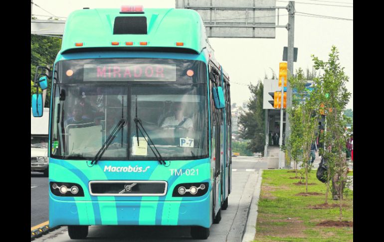 Las especies plantadas en el corredor del Macrobús no son las más adecuadas por su gran tamaño, pues podrían causar daños estructurales  /