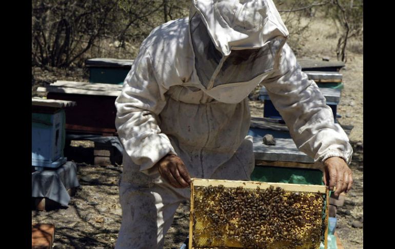 En el municipio Zapotlán la apicultura está en vías de extinción debido a que no se valora a fondo la aportación de las abejas. ARCHIVO  /