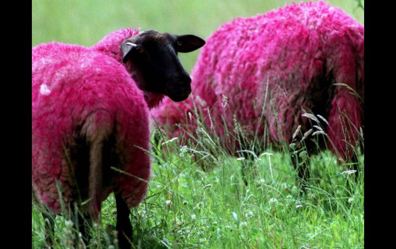 Este alto nivel de diversidad genética implica que los criadores de ovejas pueden mejorar determinadas características. AP  /