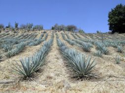 Actualmente, al menos 30 por ciento del inventario de agave azul tiene problemas de plagas. ARCHIVO  /