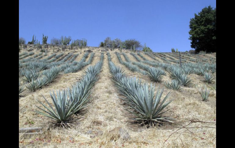 Actualmente, al menos 30 por ciento del inventario de agave azul tiene problemas de plagas. ARCHIVO  /