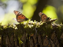 Parte de las mariposas hibernan en los bosques de oyamel, en Temascaltepec (México). EFE  /