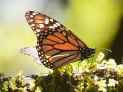 Las mariposas viajan miles de kilometros para huir del frío de los bosques norteamericanos. EFE  /